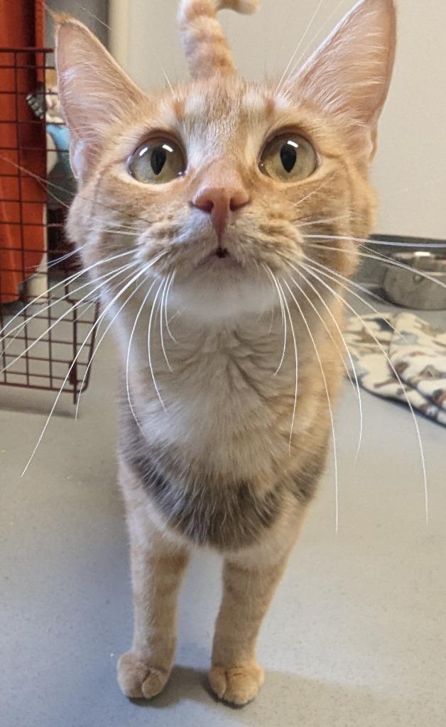 Lorelai, a Adoptable mixed breed in Barron, WI image 3/5