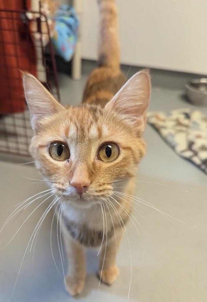 Lorelai, a Adoptable mixed breed in Barron, WI image 4/5