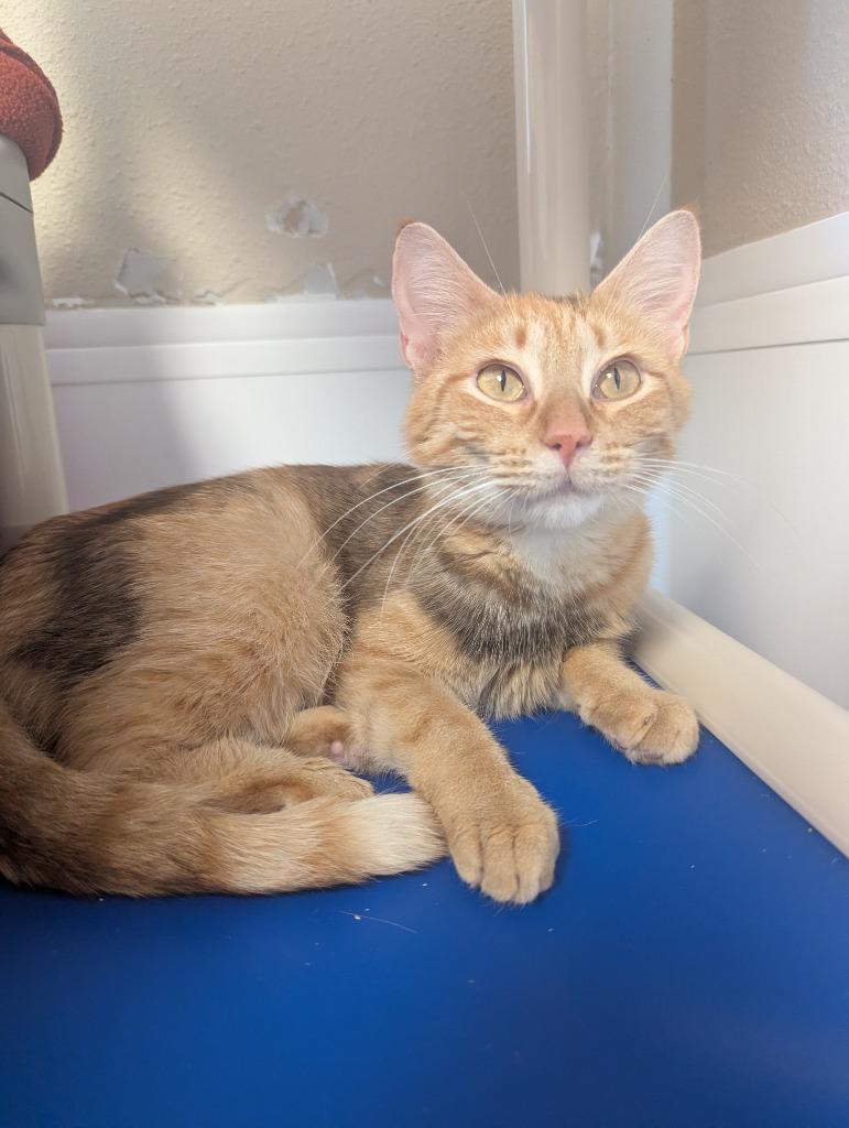 Lorelai, a Adoptable mixed breed in Barron, WI image 5/5