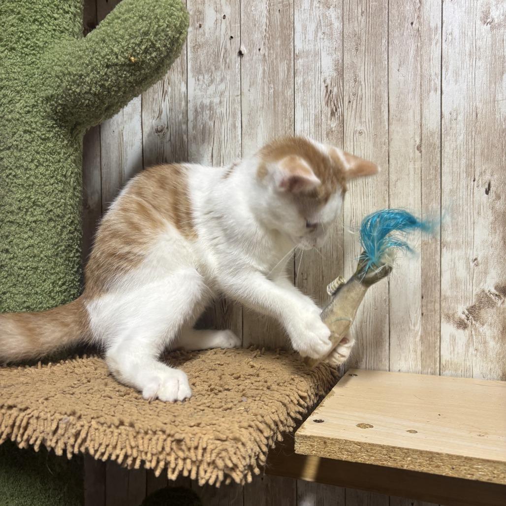 Spanky, Adoptable, Kitten Male Domestic Short Hair.
