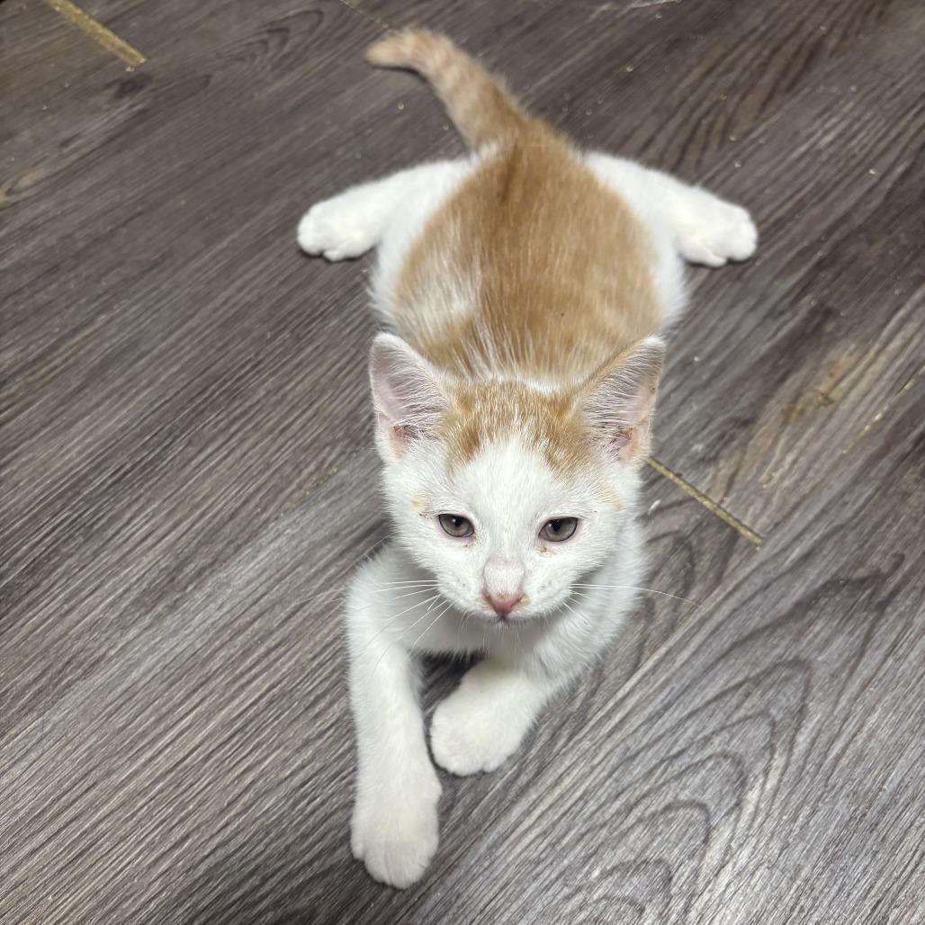 Spanky, Adoptable, Kitten Male Domestic Short Hair.
