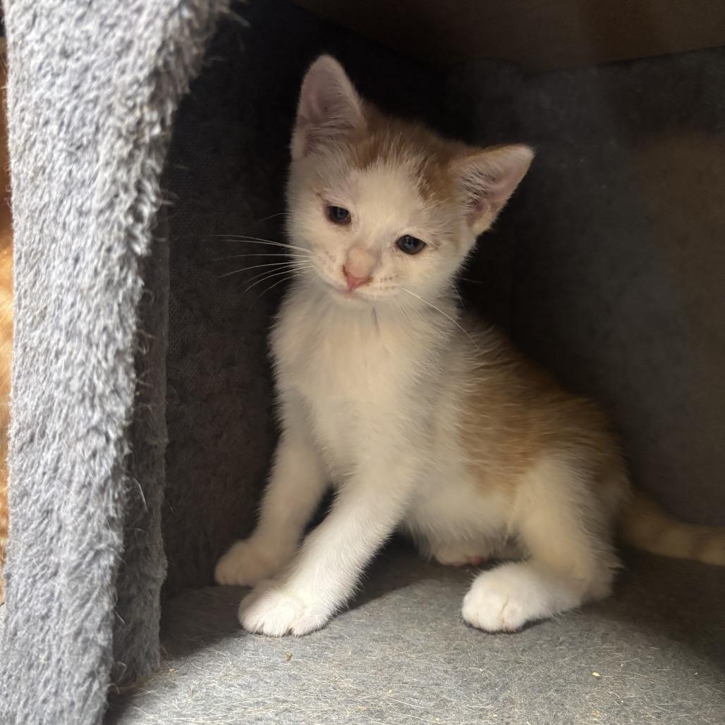 Spanky, a Adoptable Domestic Short Hair in Charlottesville, VA image 3/6