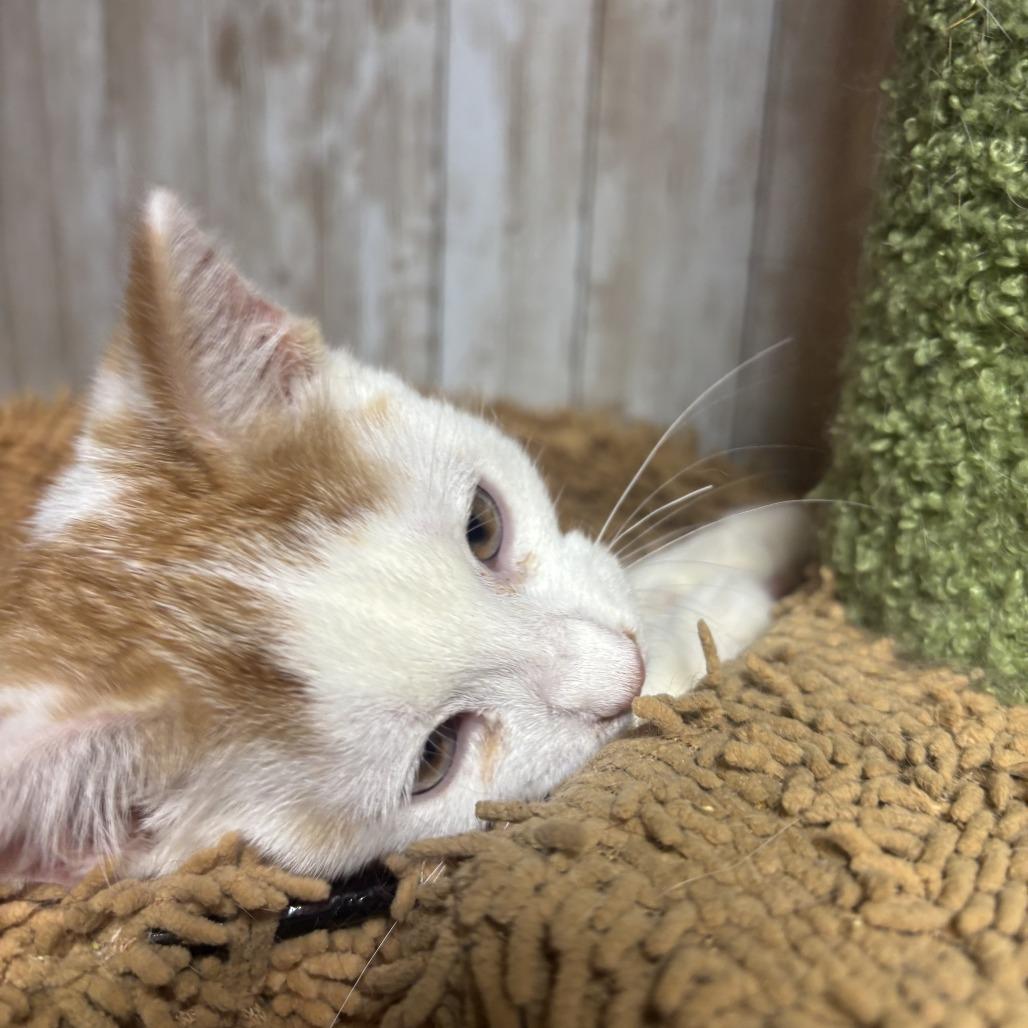 Enlarge Spanky, a Adoptable Domestic Short Hair in Charlottesville, VA image 4/6