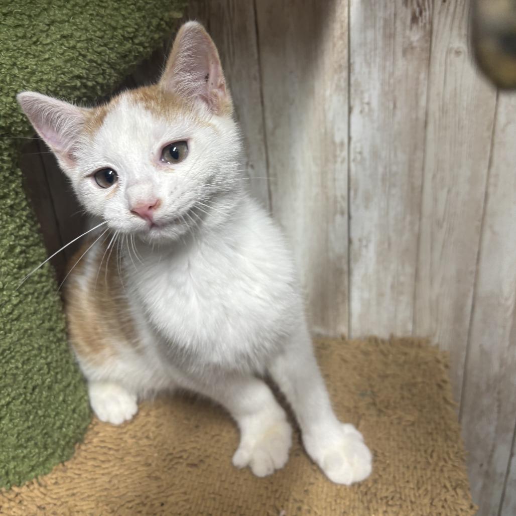 Enlarge Spanky, a Adoptable Domestic Short Hair in Charlottesville, VA image 5/6