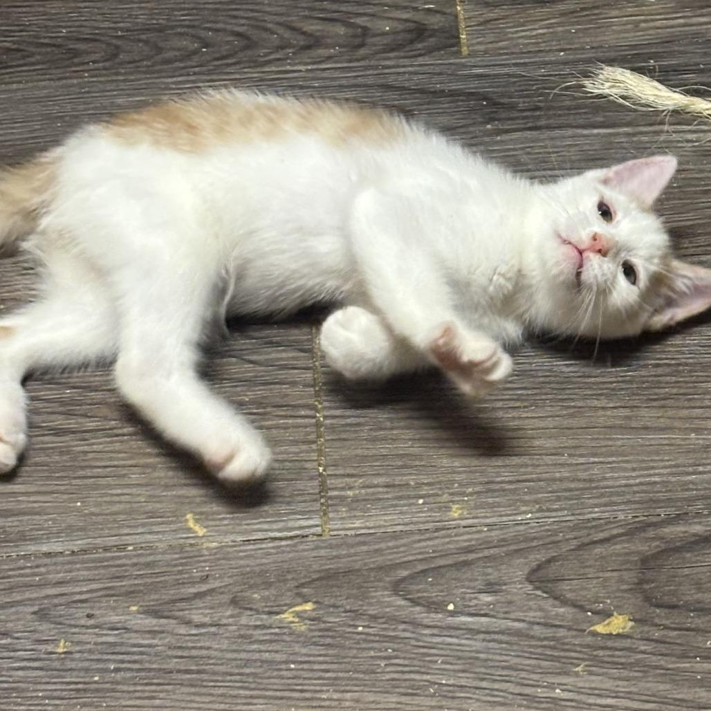 Spanky, a Adoptable Domestic Short Hair in Charlottesville, VA image 4/6