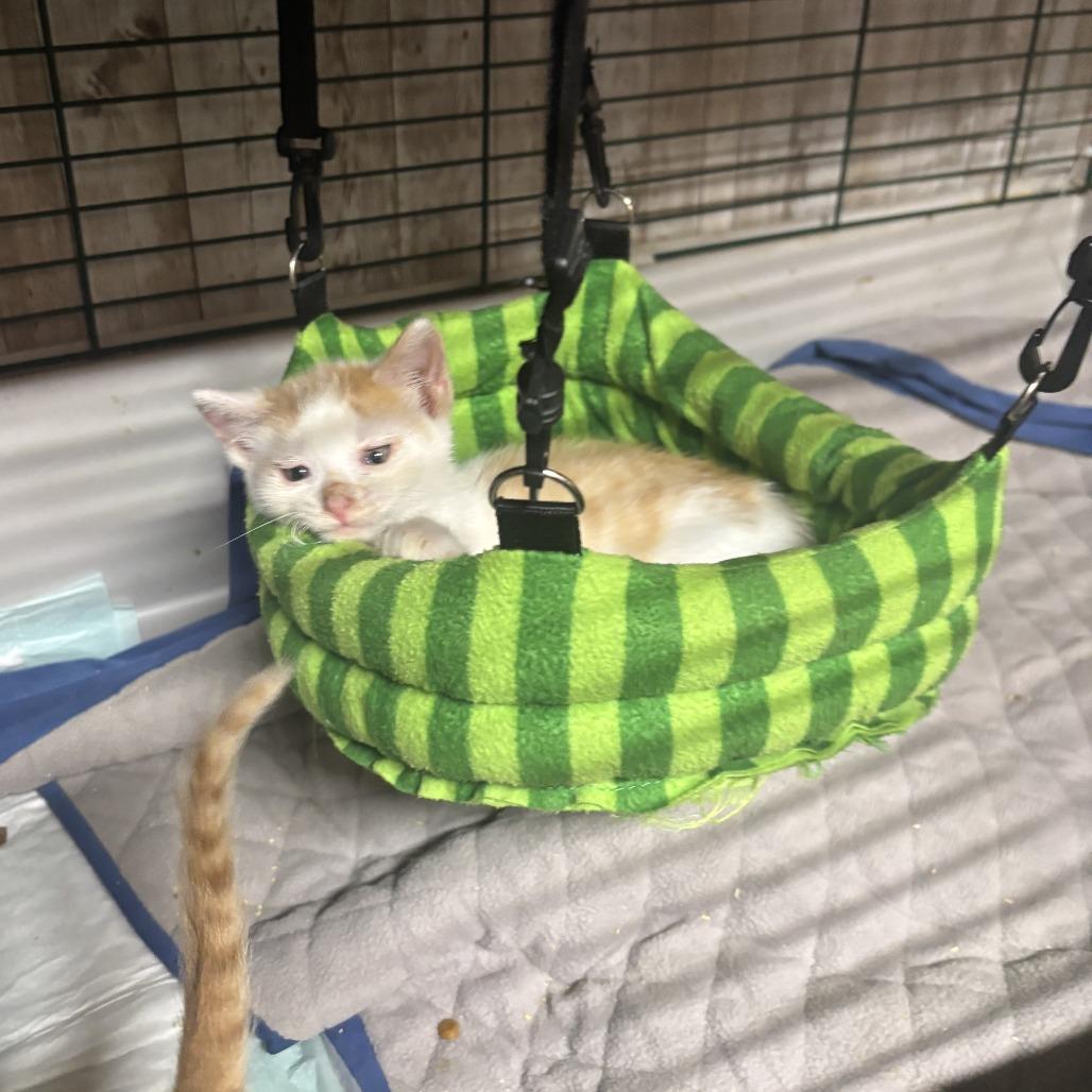 Spanky, a Adoptable Domestic Short Hair in Charlottesville, VA image 5/6