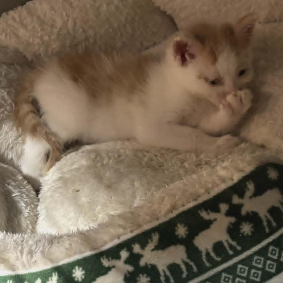 Spanky, a Adoptable Domestic Short Hair in Charlottesville, VA image 6/6