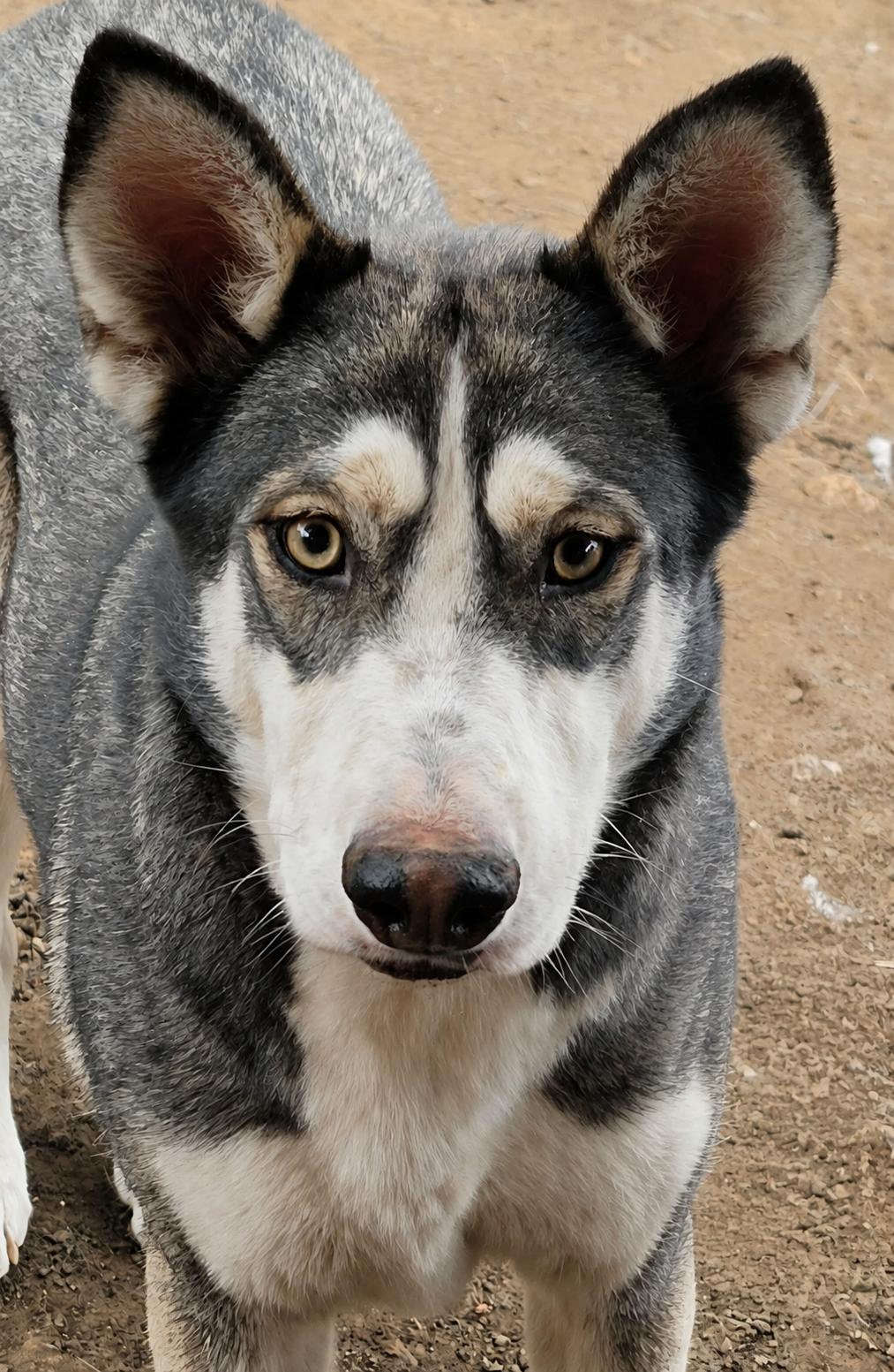 Mask, Adoptable, Adult Female Siberian Husky.