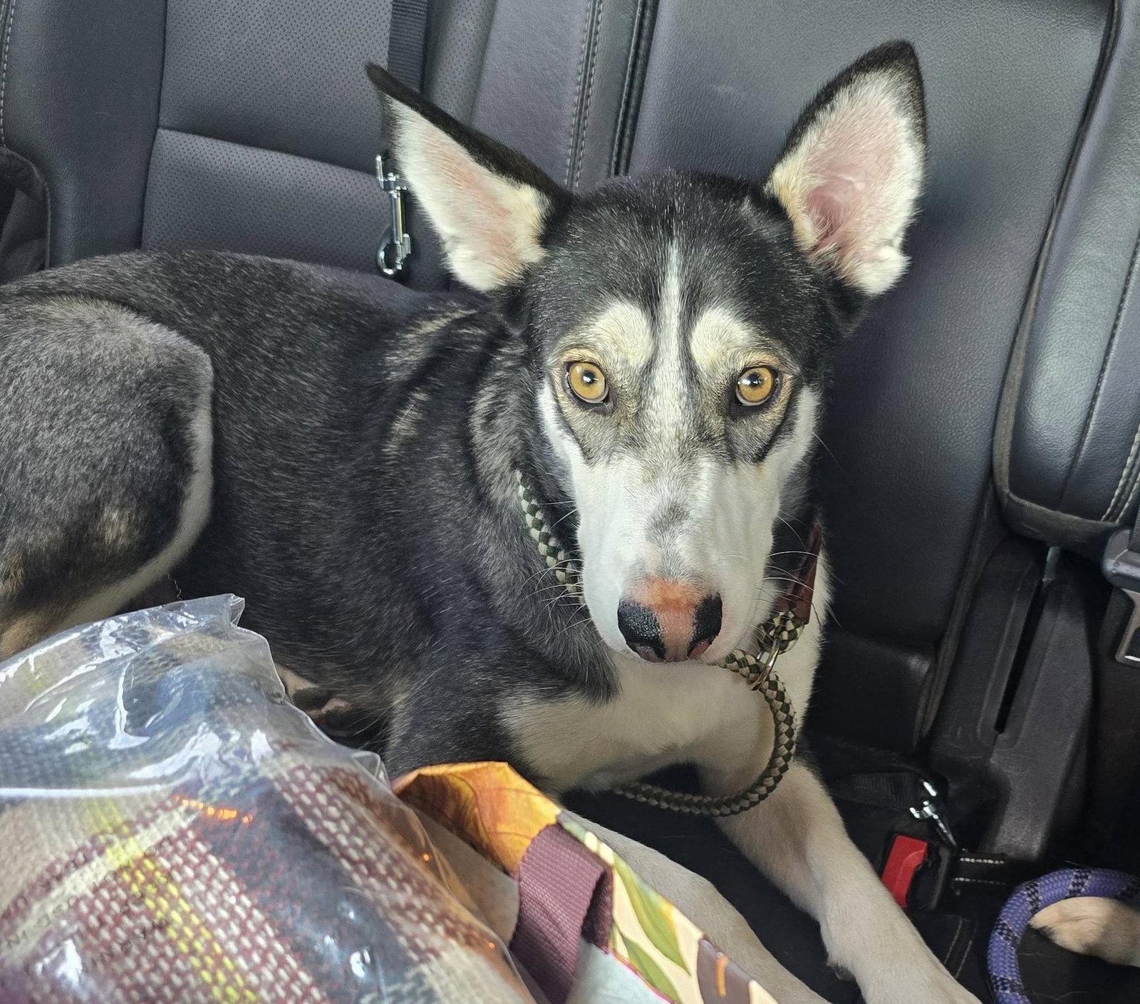 Mask, a Adoptable Siberian Husky in Visalia, CA image 2/2