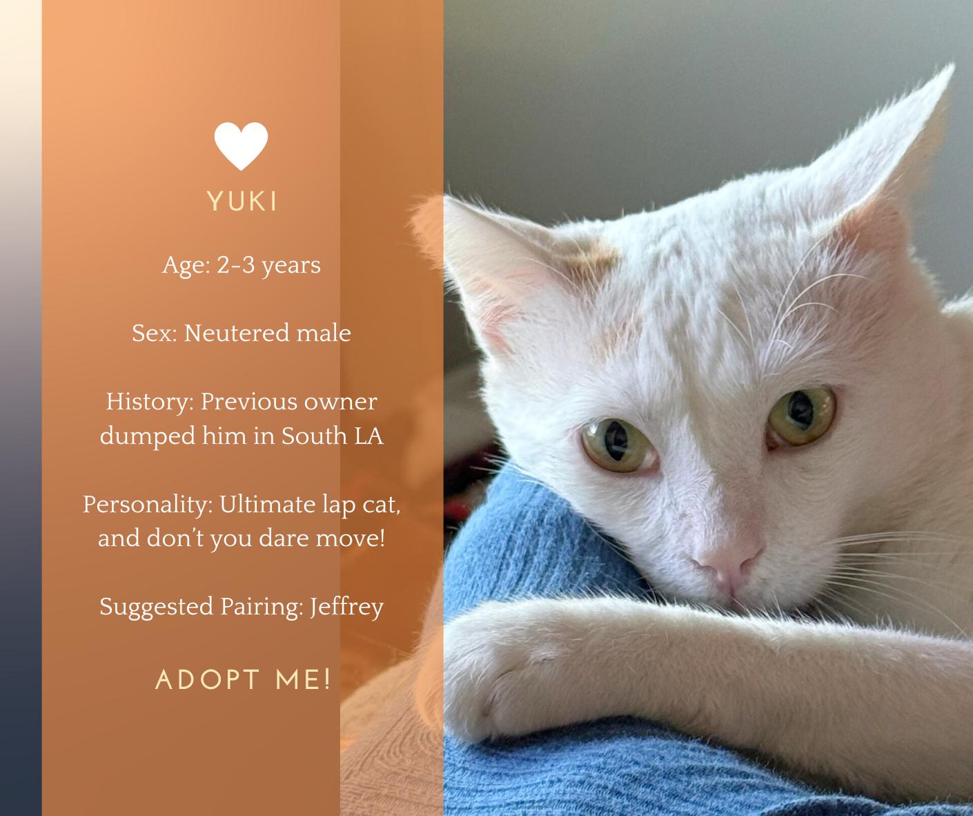 Yuki, adopted, Adult Male Domestic Short Hair & Turkish Van.