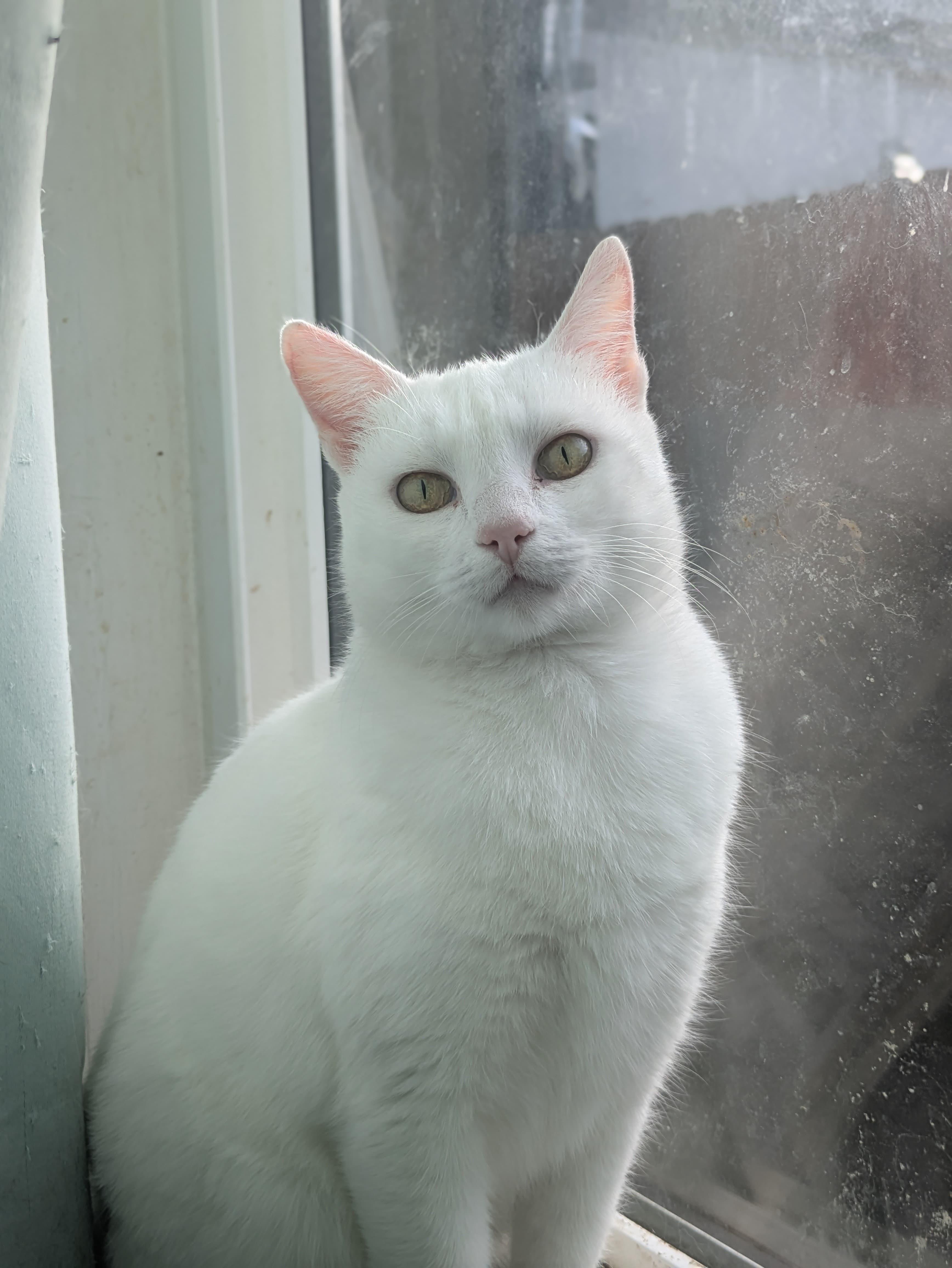 Nieve, an adopted Domestic Short Hair in Bell Gardens, CA image 2/4