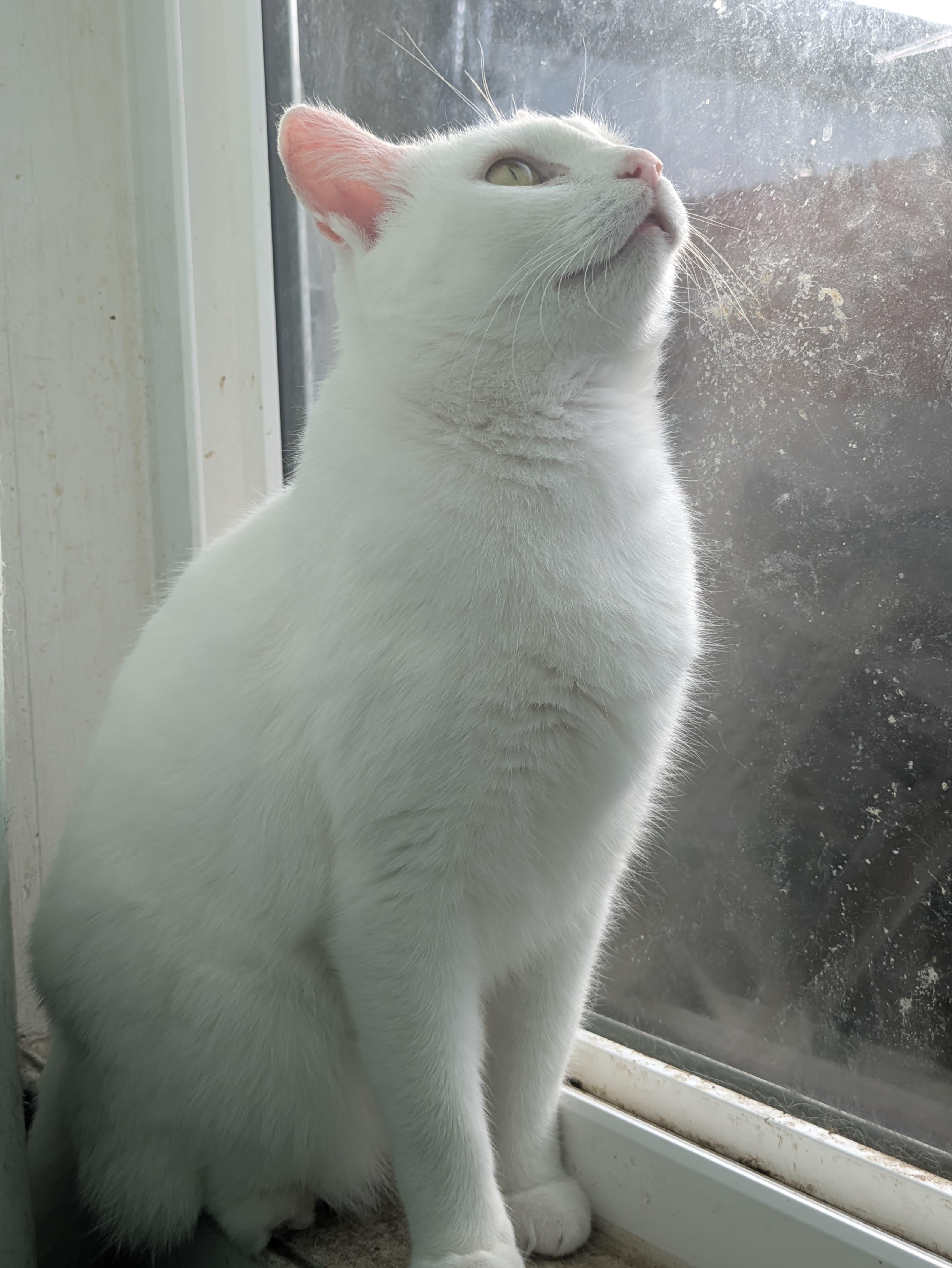 Nieve, an adopted Domestic Short Hair in Bell Gardens, CA image 3/4