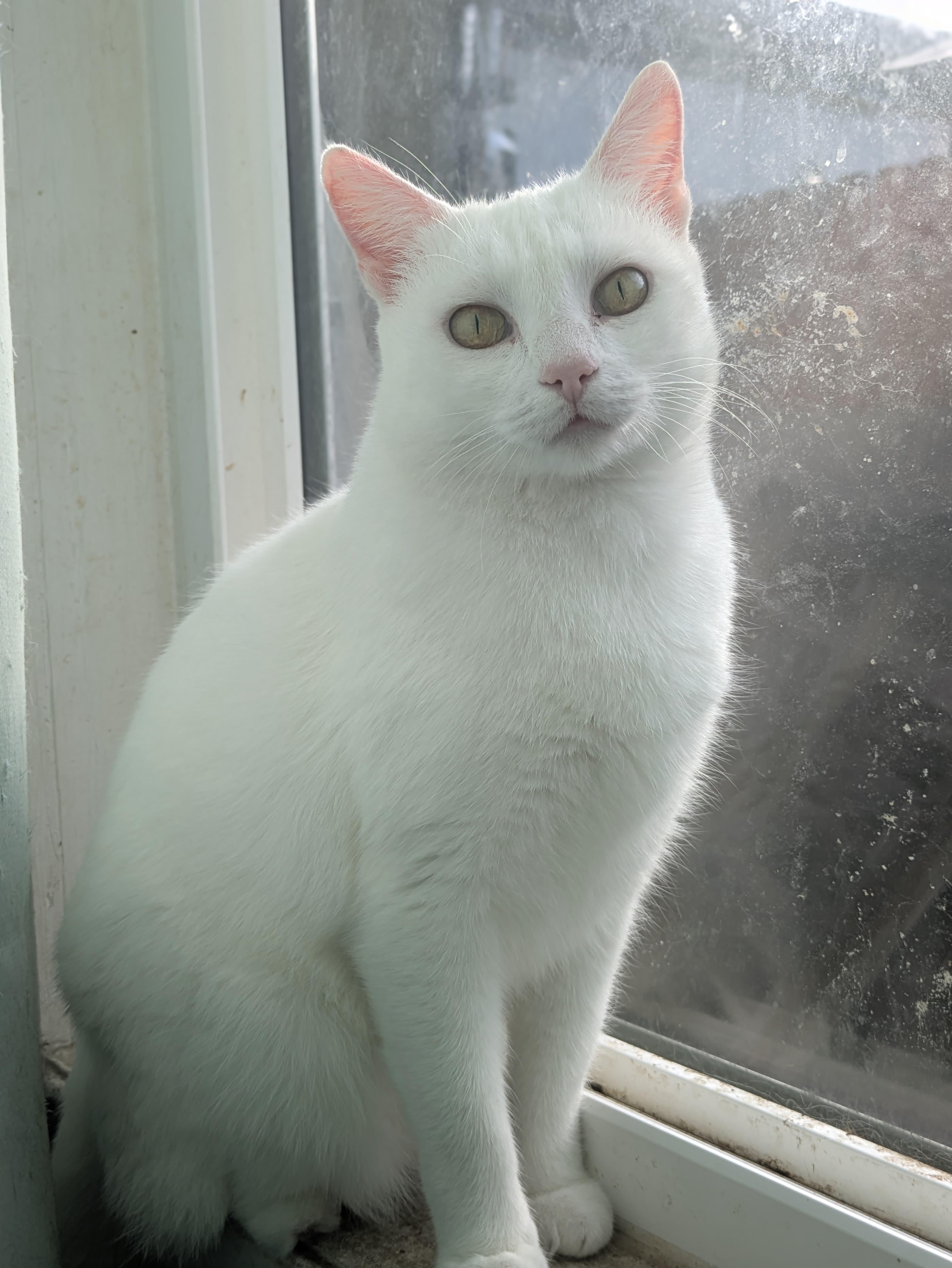 Nieve, adopted, Young Female Domestic Short Hair.