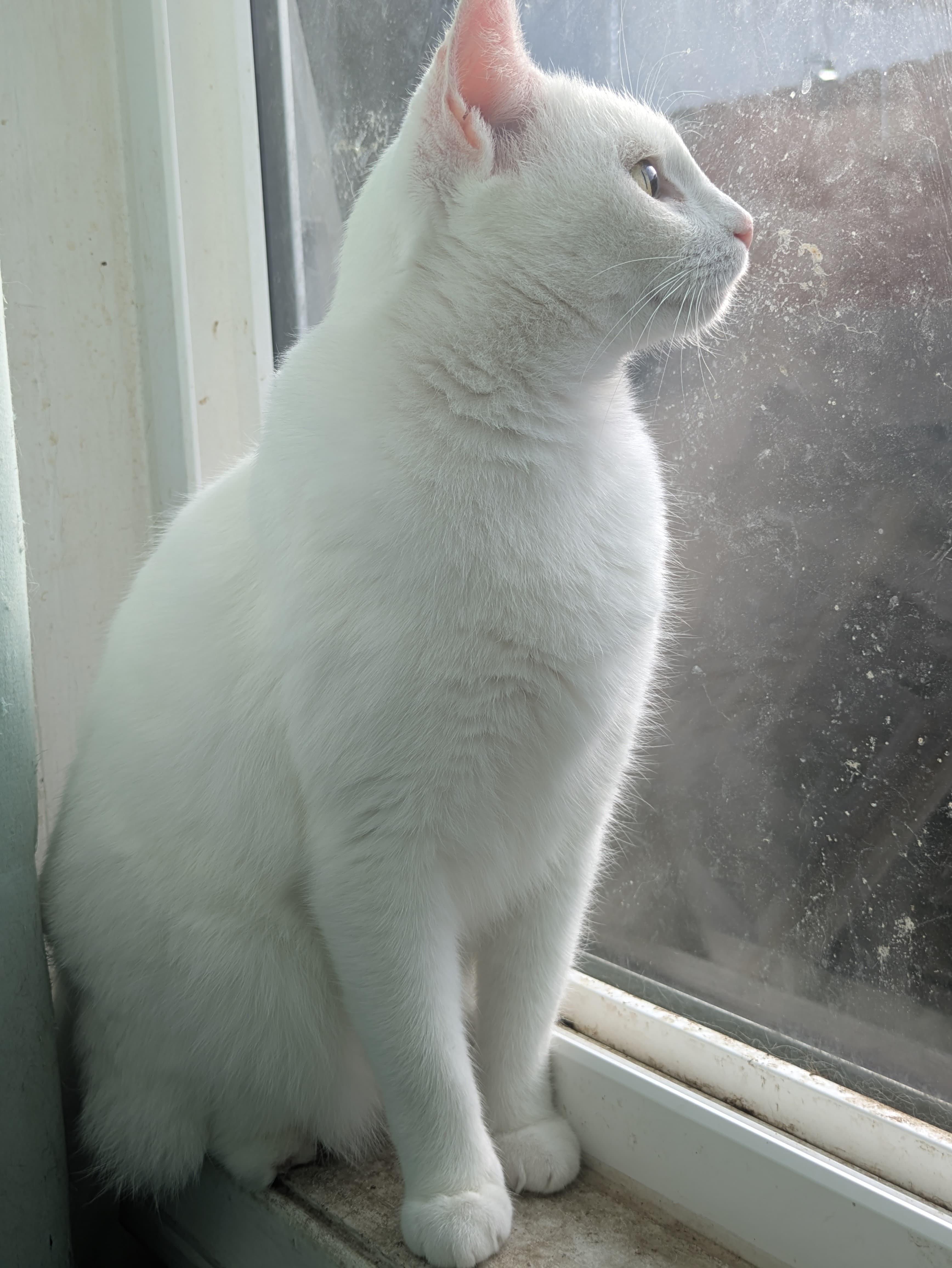 Nieve, an adopted Domestic Short Hair in Bell Gardens, CA image 4/4