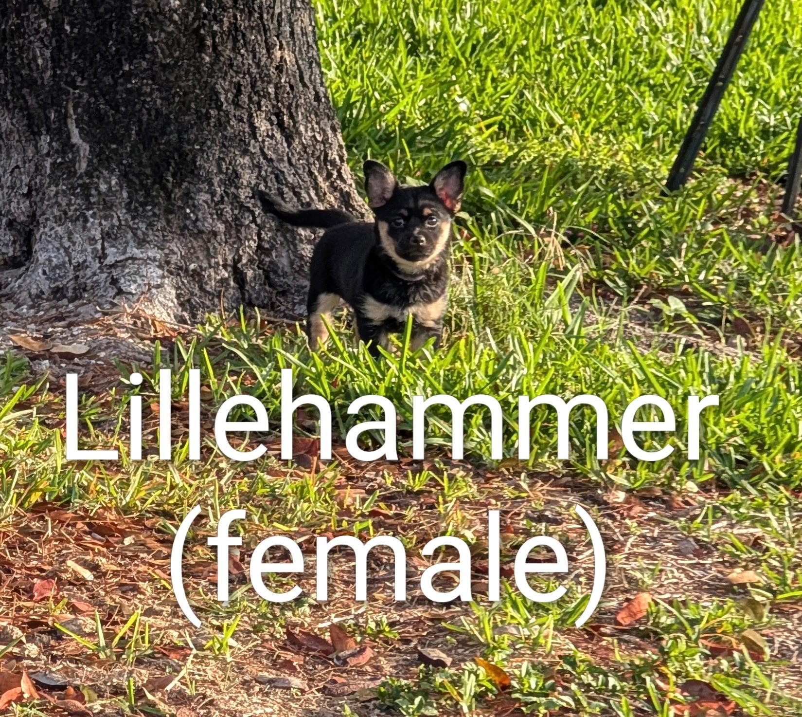 Enlarge Puppies, a ADOPTABLE mixed breed in Cape Coral, FL image 1/4