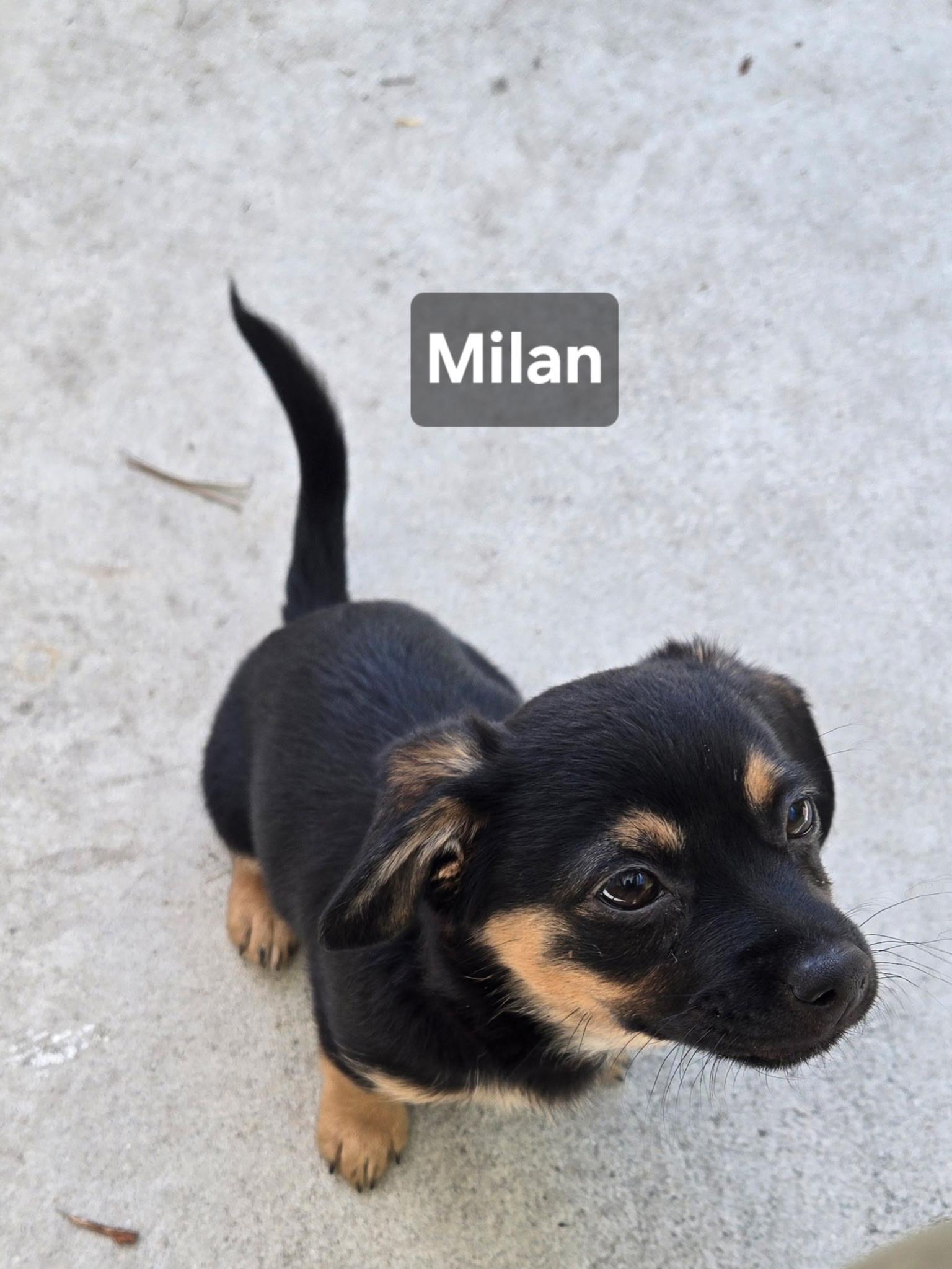 Enlarge Puppies, a ADOPTABLE mixed breed in Cape Coral, FL image 4/4