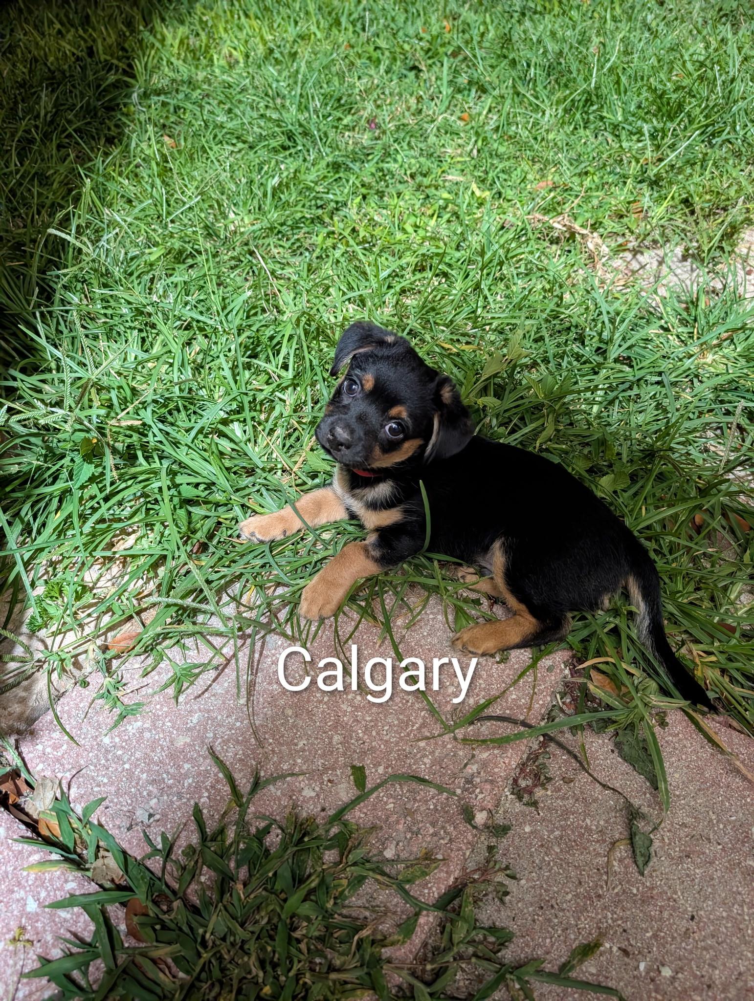 Enlarge Puppies, a ADOPTABLE mixed breed in Cape Coral, FL image 2/4