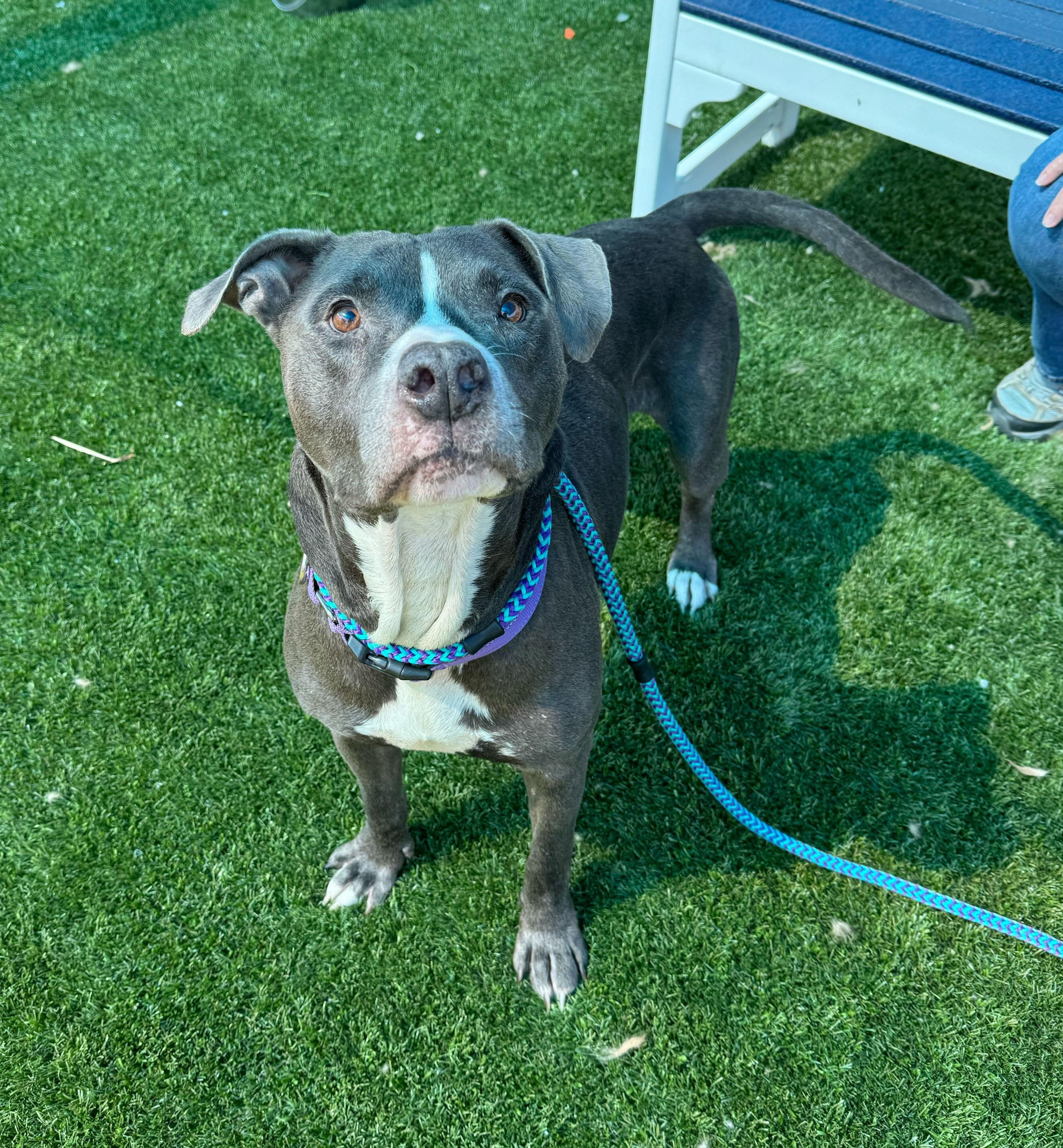 Kane, Adoptable, Senior Male Mixed Breed.