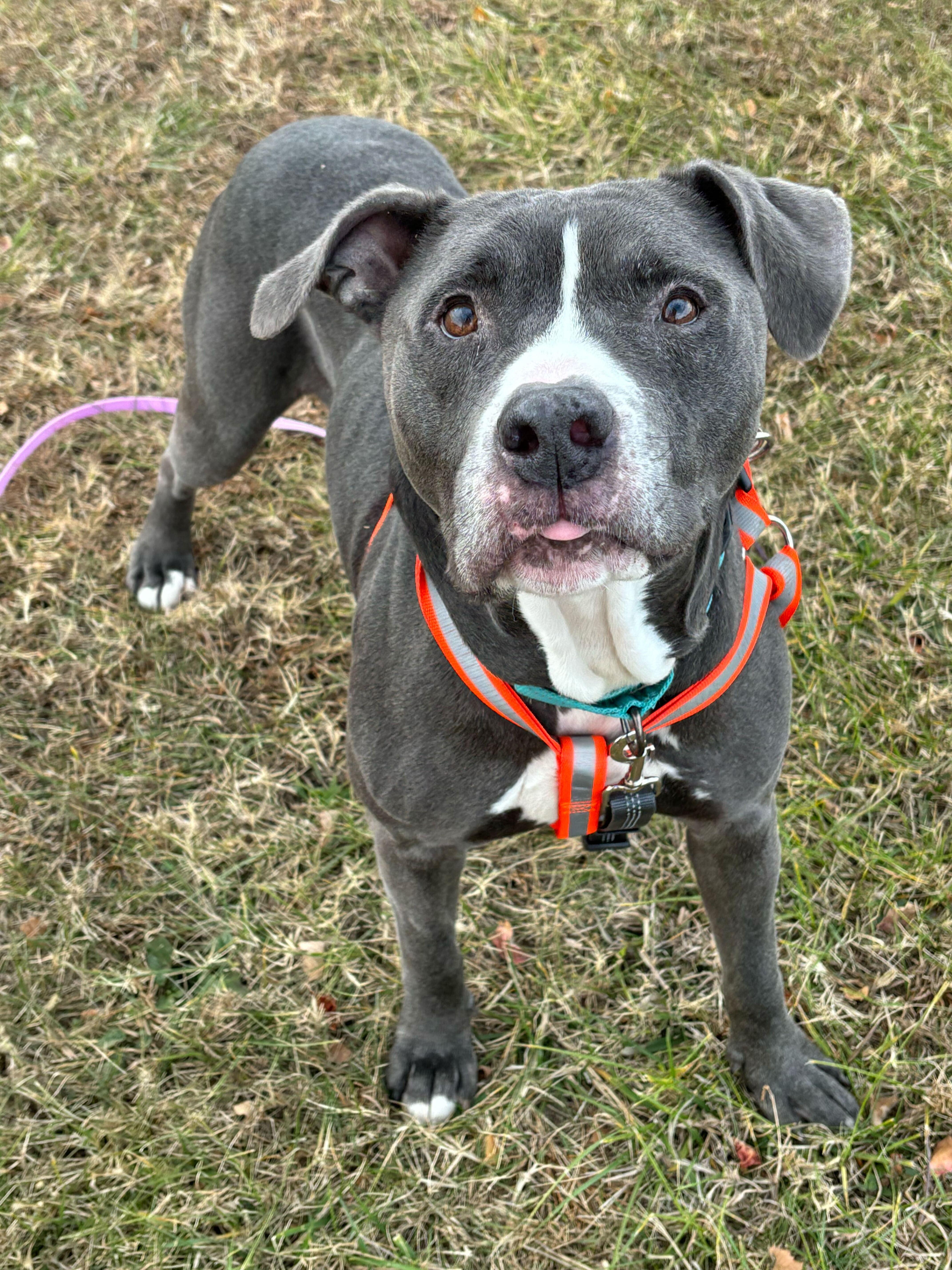 Enlarge Kane, a Adoptable Mixed Breed in Queenstown, MD image 3/6