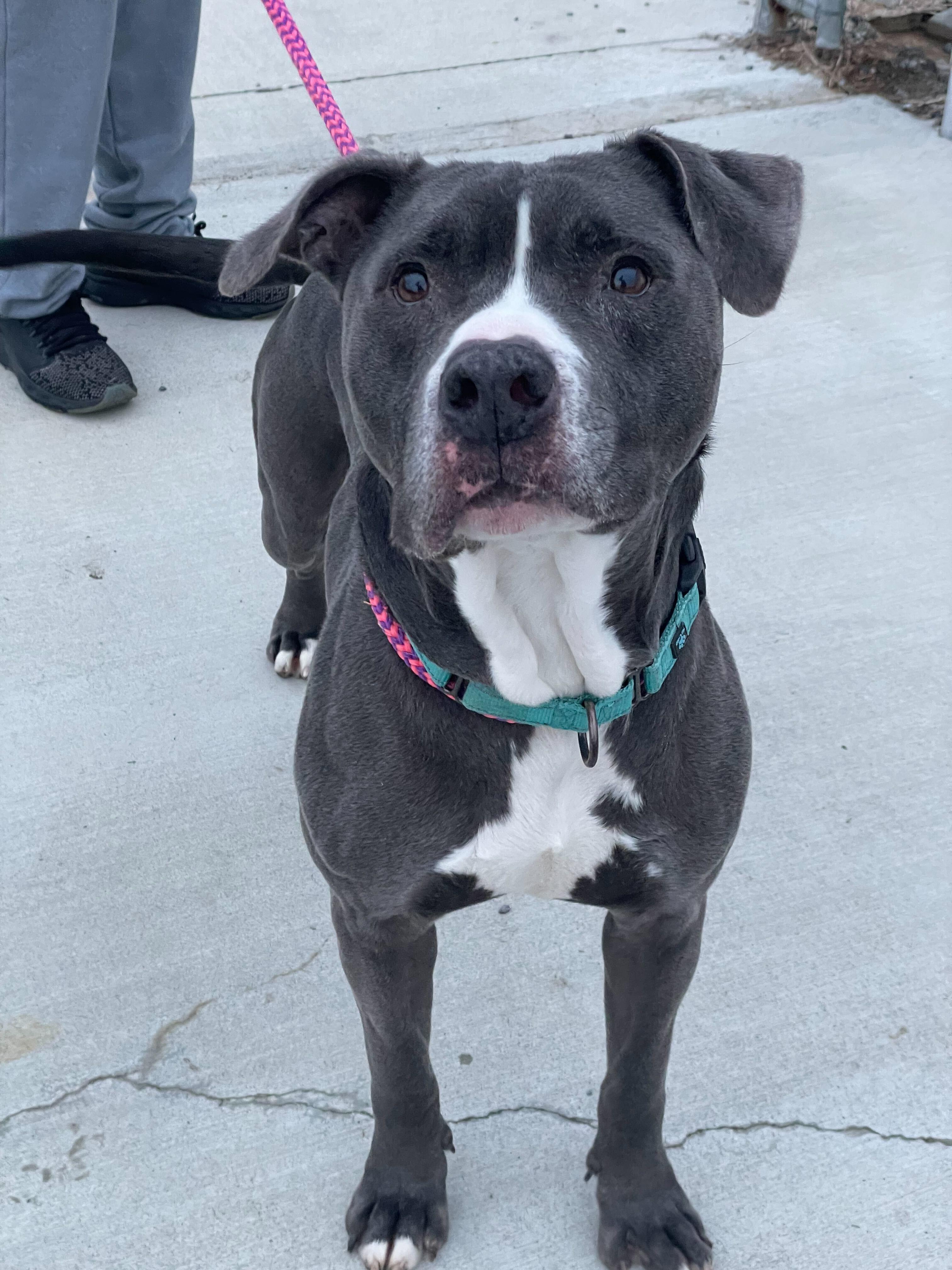 Enlarge Kane, a Adoptable Mixed Breed in Queenstown, MD image 6/6