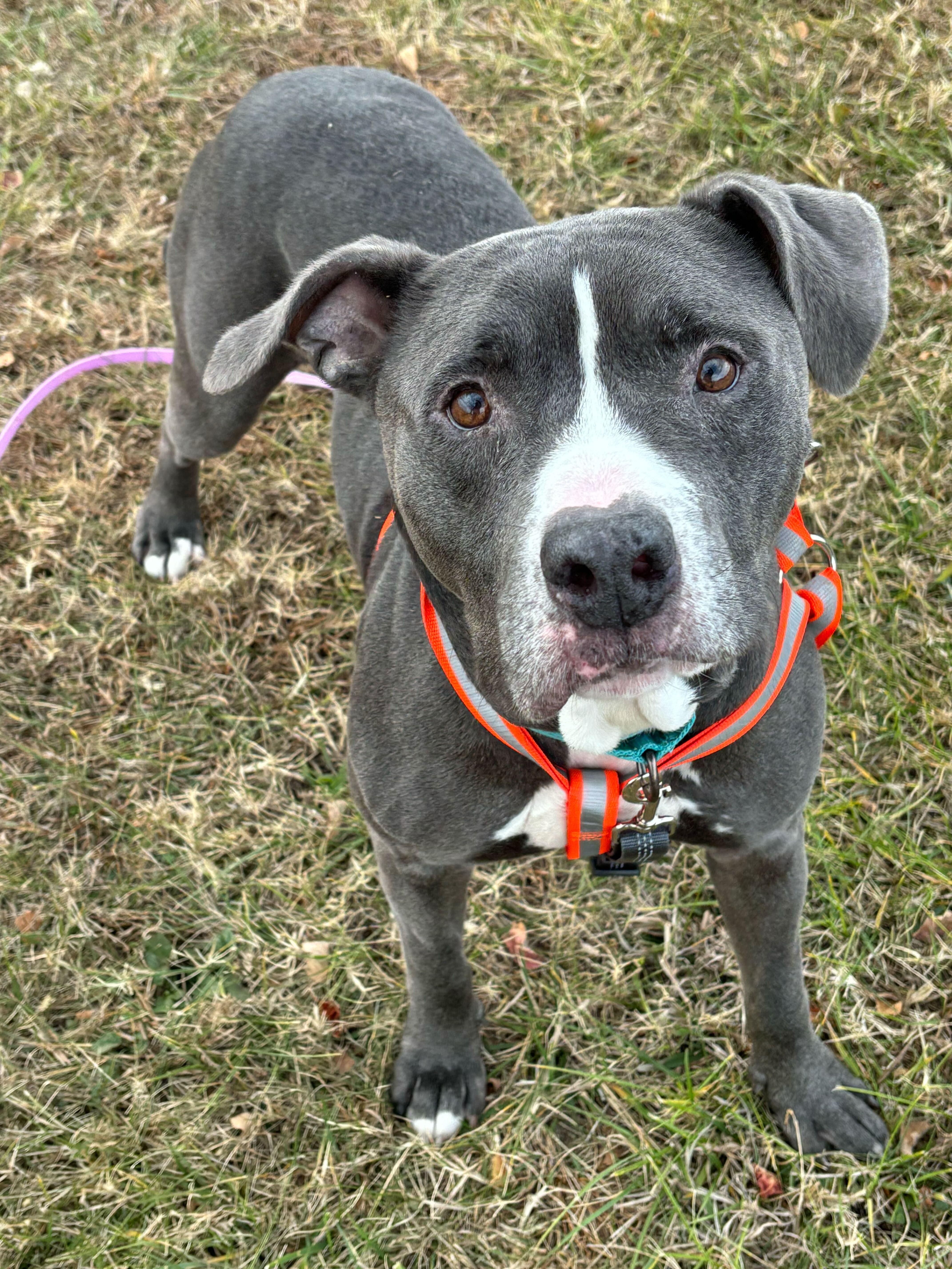 Enlarge Kane, a Adoptable Mixed Breed in Queenstown, MD image 2/6