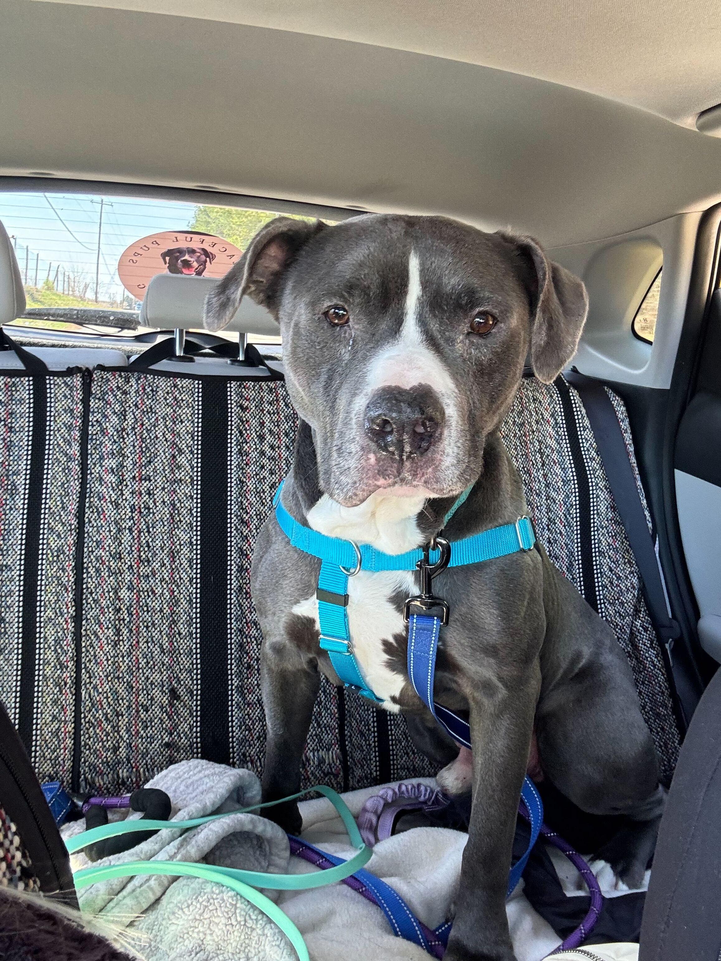 Enlarge Kane, a Adoptable Mixed Breed in Queenstown, MD image 5/6