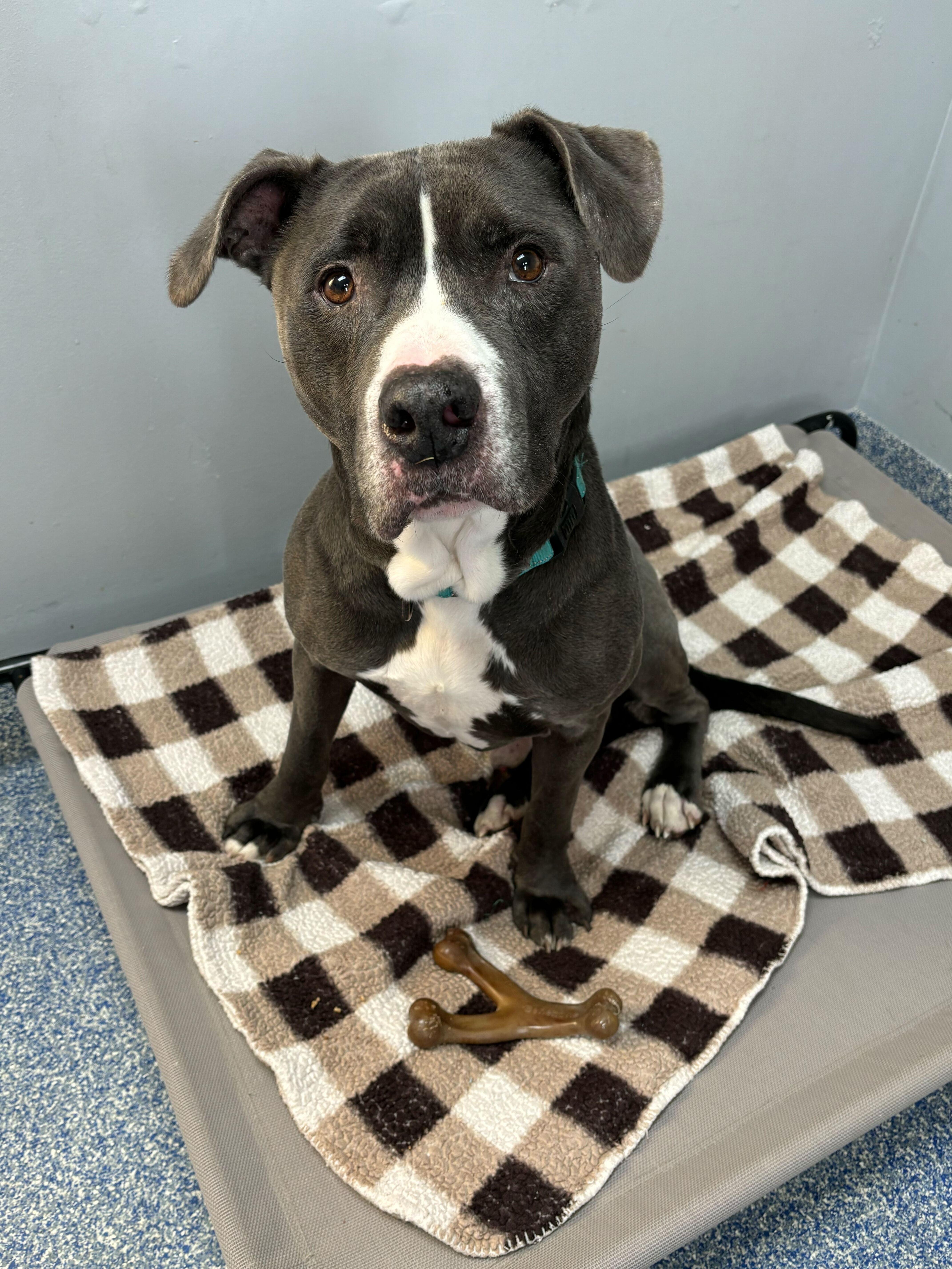 Enlarge Kane, a Adoptable Mixed Breed in Queenstown, MD image 4/6