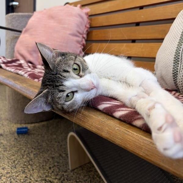 Debbie, Adoptable, Adult Female Domestic Short Hair.
