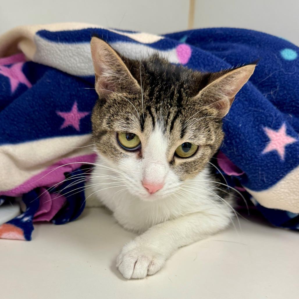 Debbie, a Adoptable Domestic Short Hair in Long Beach, CA image 2/5