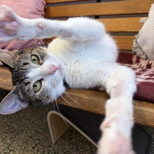 Debbie, a Adoptable Domestic Short Hair in Long Beach, CA image 3/5