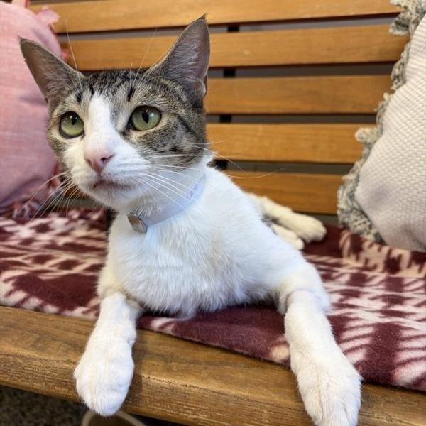 Debbie, a Adoptable Domestic Short Hair in Long Beach, CA image 4/5