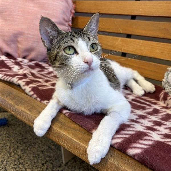 Debbie, a Adoptable Domestic Short Hair in Long Beach, CA image 5/5