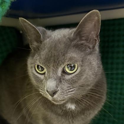Cinder, ADOPTABLE, Senior Male Domestic Short Hair.