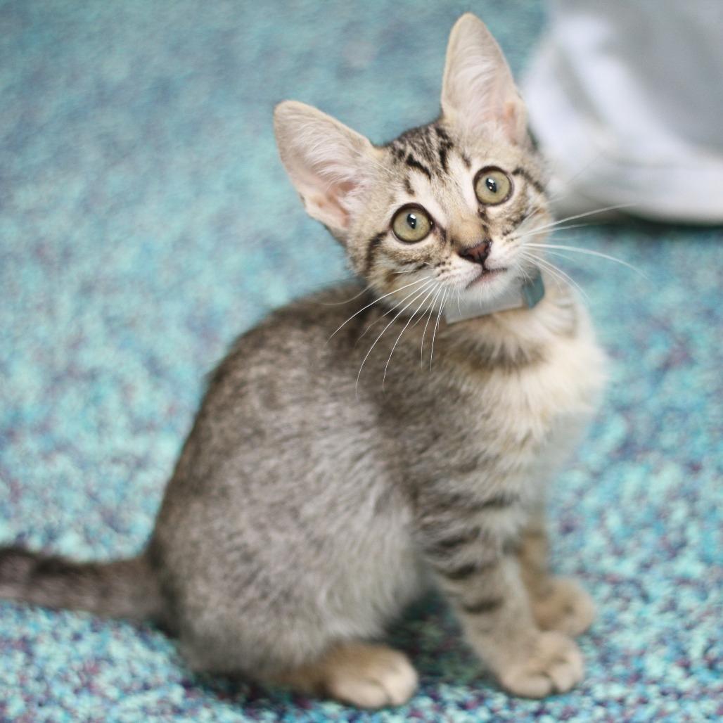 Aurora, Adoptable, Young Female Domestic Short Hair.