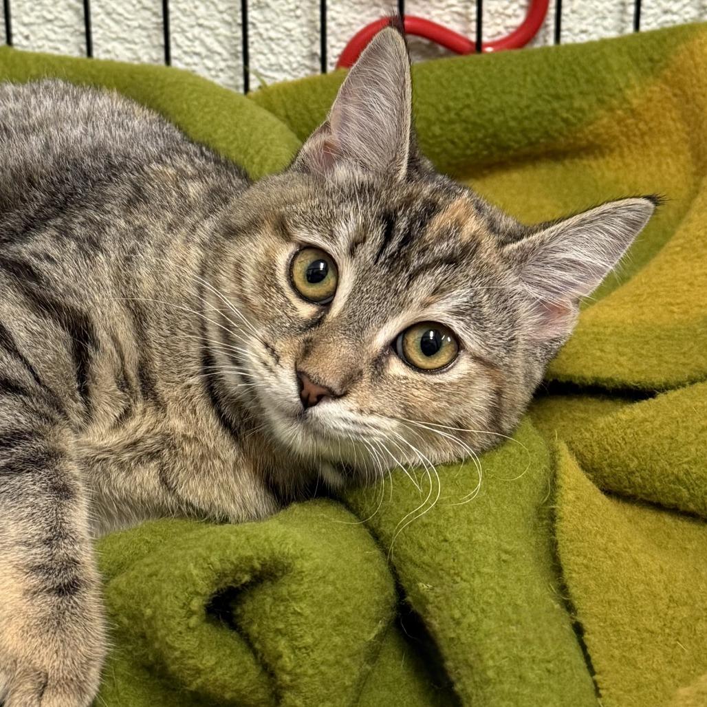 Enlarge Aurora, a Adoptable Domestic Short Hair in Hawthorne, CA image 2/4