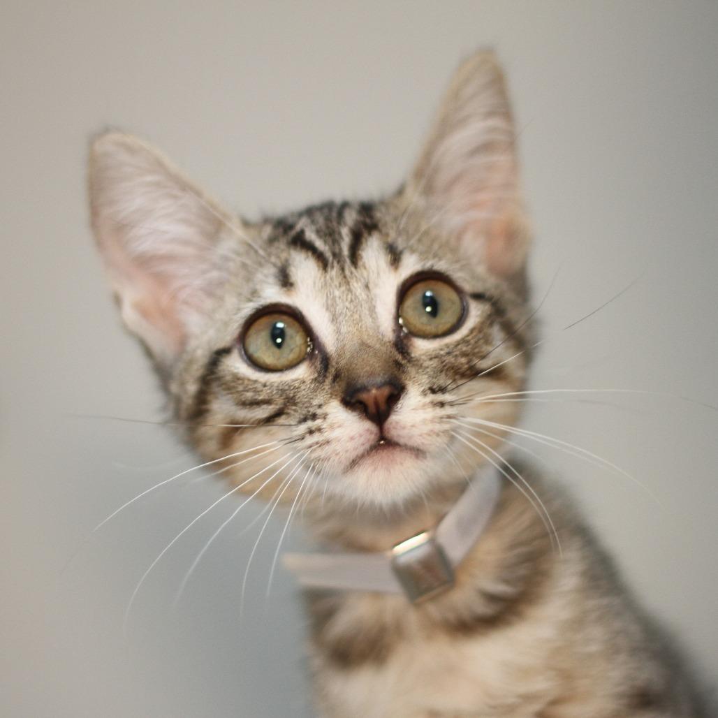 Enlarge Aurora, a Adoptable Domestic Short Hair in Hawthorne, CA image 4/4