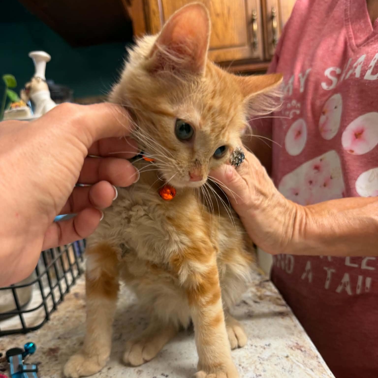 Enlarge Pricilla Ann, a Adopted mixed breed in Oklahoma City, OK image 2/4