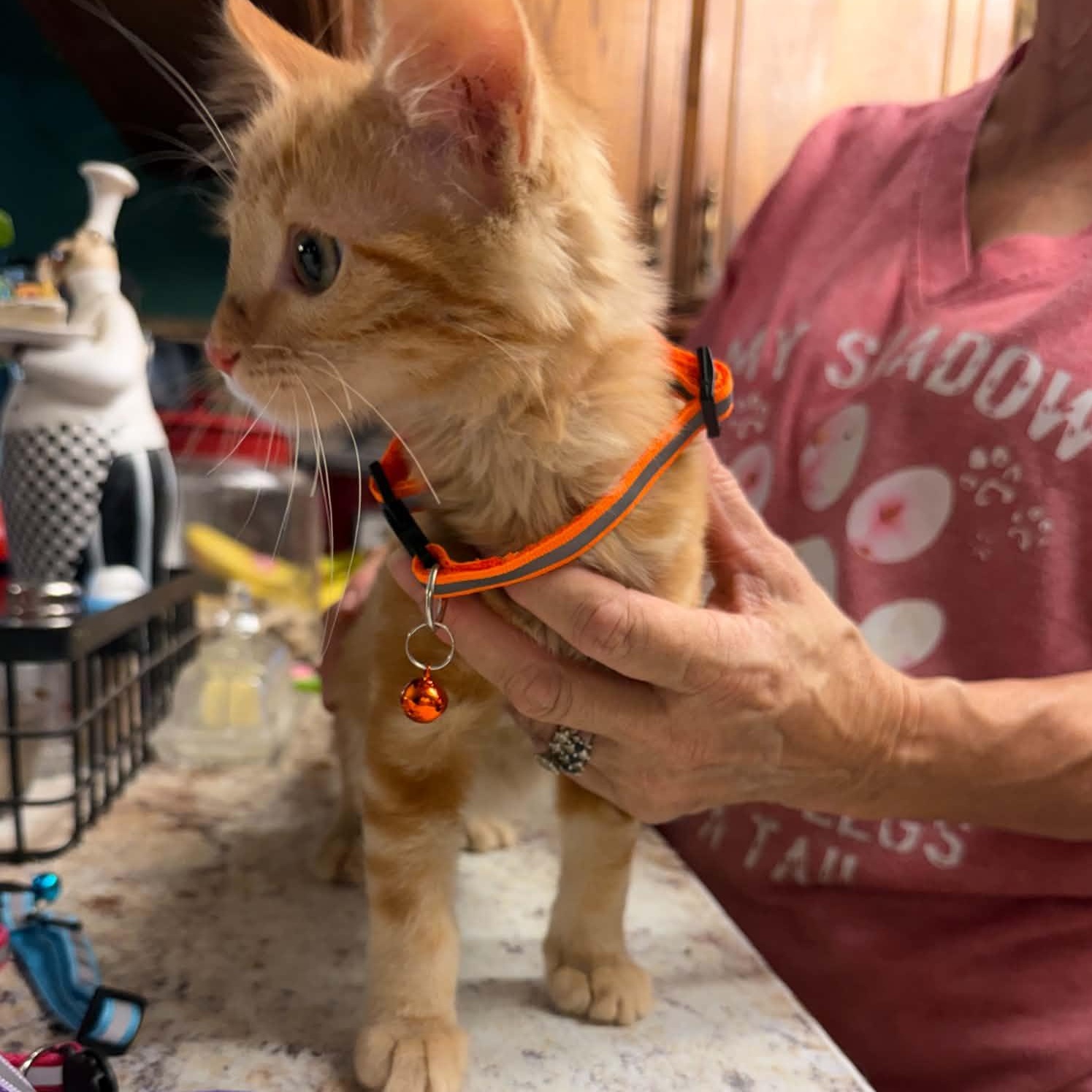 Enlarge Pricilla Ann, a Adopted mixed breed in Oklahoma City, OK image 3/4