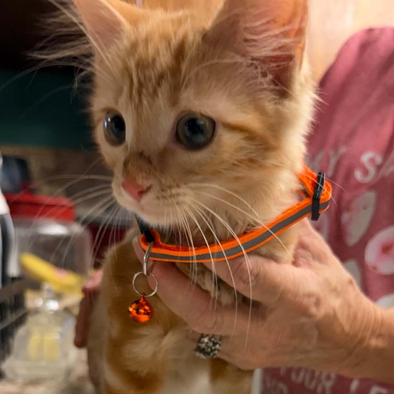 Pricilla Ann, Adopted, Kitten Female Domestic Short Hair.