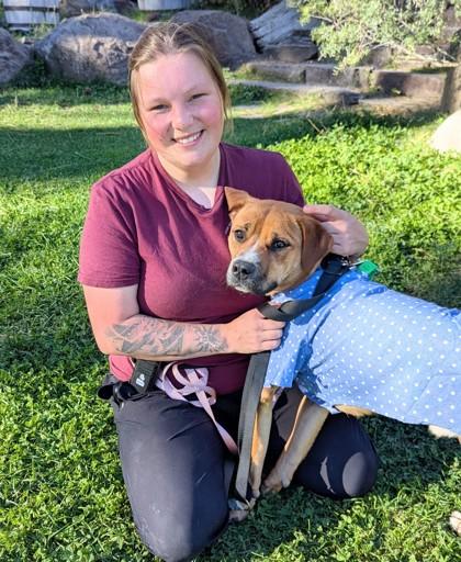 Glenn, Adoptable, Puppy Male Boxer & Mixed Breed.