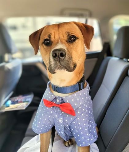 Enlarge Glenn, a Adoptable mixed breed in Portola, CA image 2/3