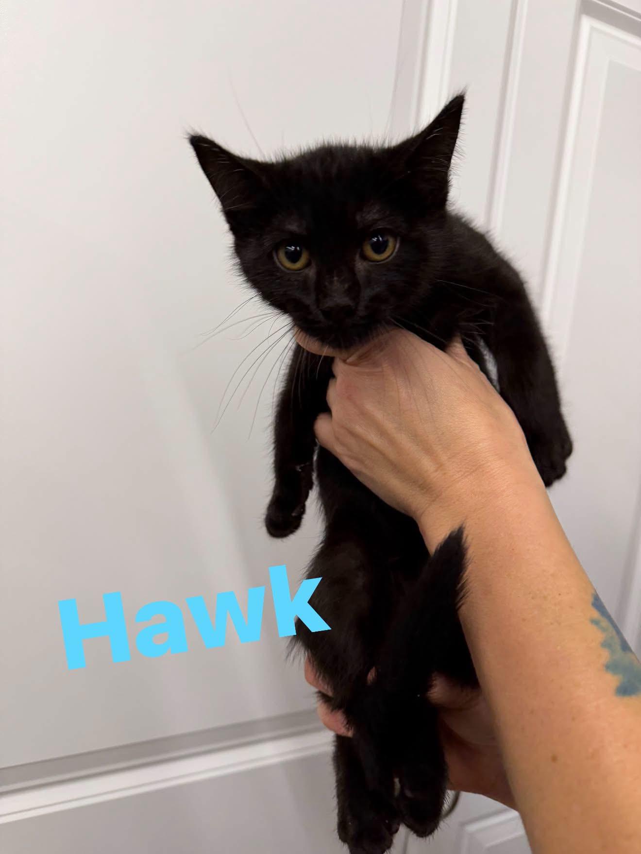 Enlarge Hawk, a Adoptable Domestic Short Hair in Cowlesville, NY image 1/1