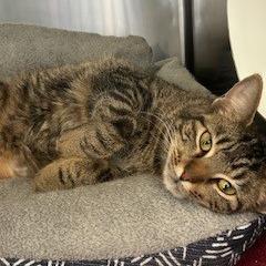 Tabatha, Adoptable, Adult Female American Shorthair.