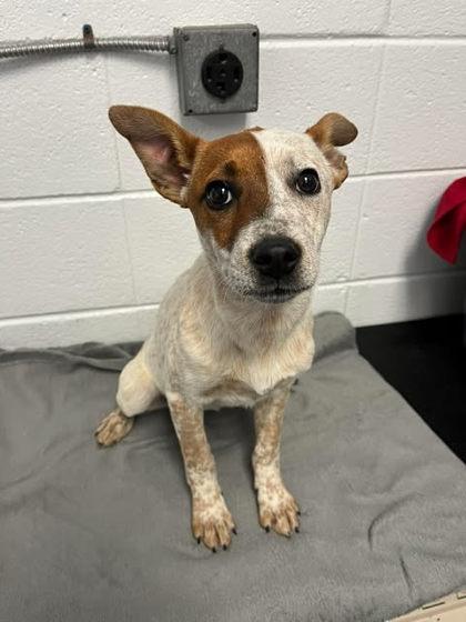 Ashley, Adoptable, Adult Female Cattle Dog & Mixed Breed.