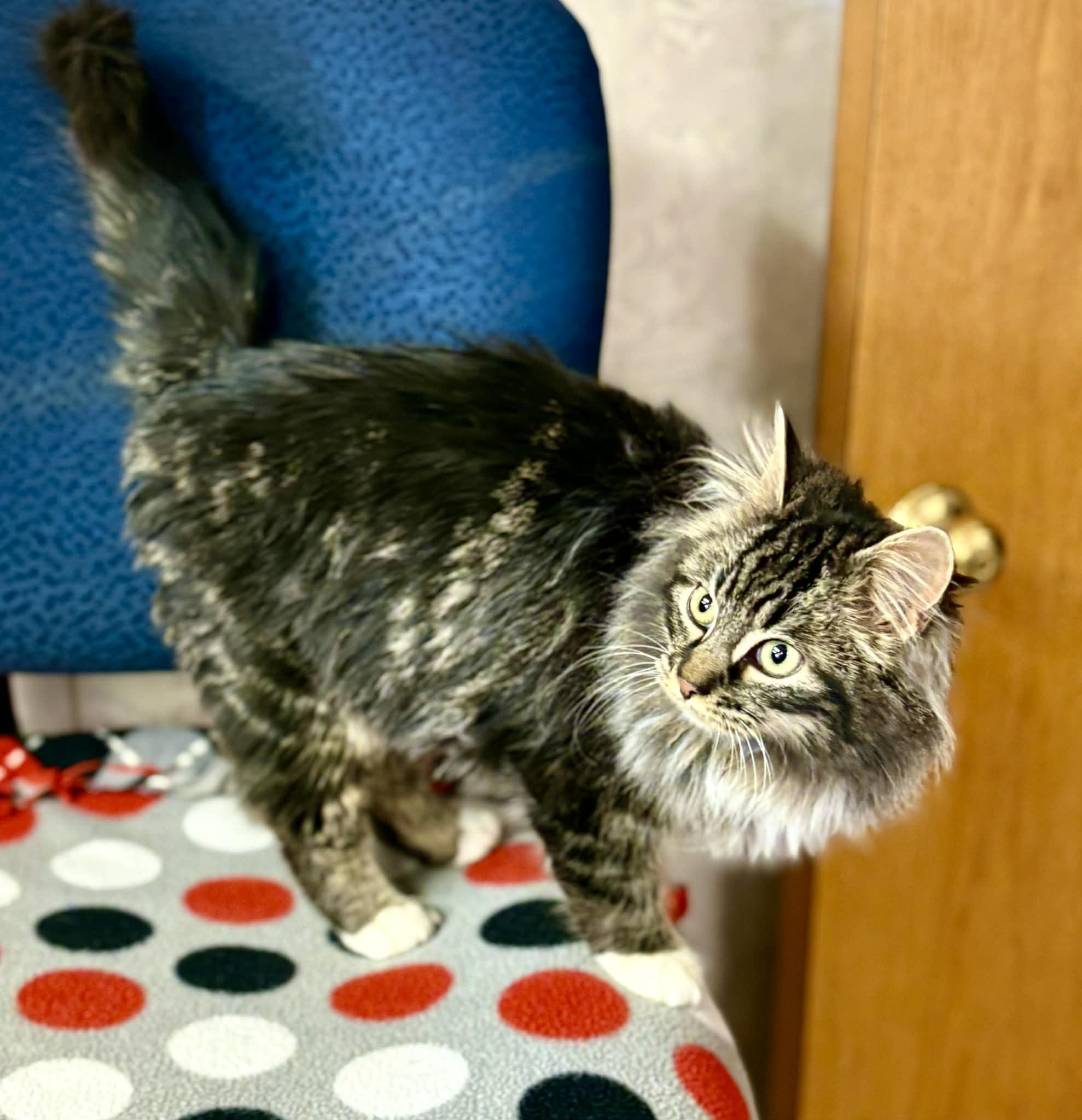 Habanero, a ADOPTABLE Domestic Long Hair in St. Clair, MI image 2/2