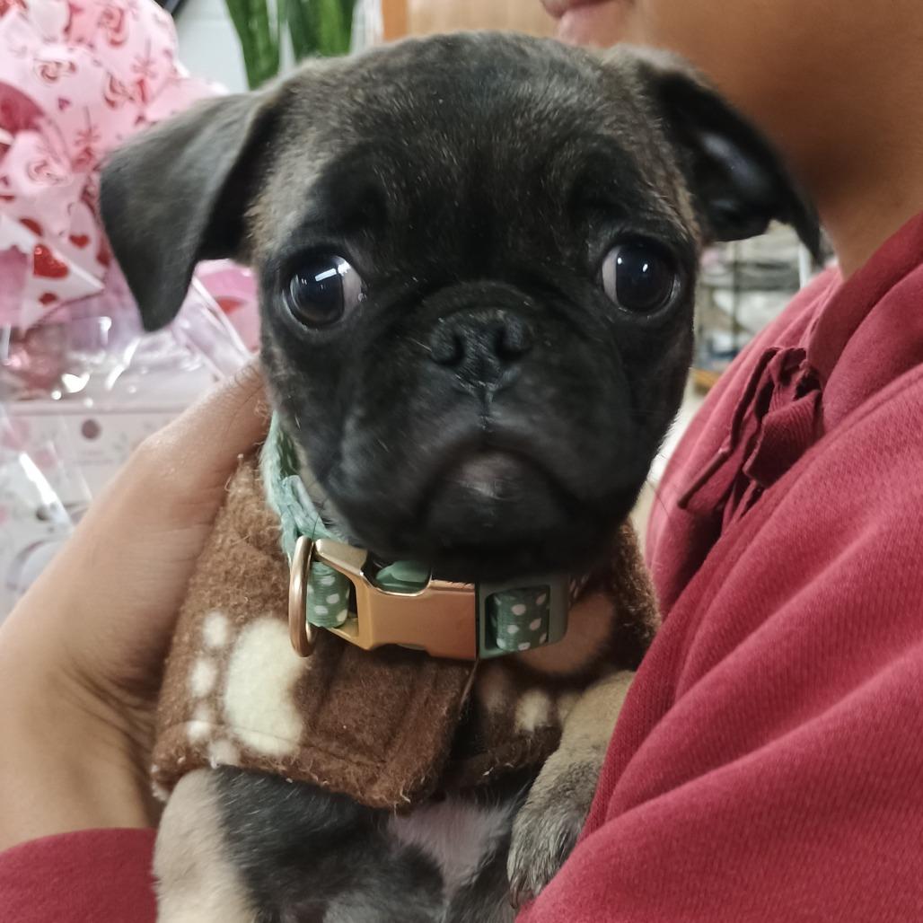 Beluga, Adoptable, Puppy Male Pug.