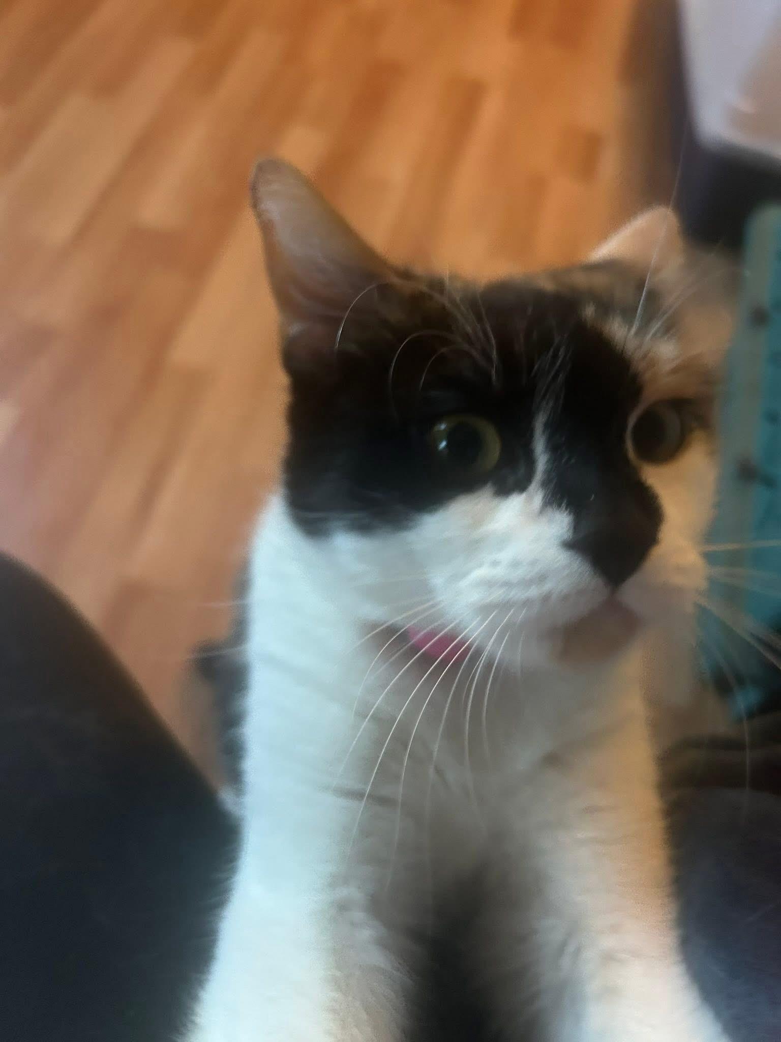 Enlarge Galetta & Azul bonded sisters , an adopted Calico in Enfield, CT image 2/6