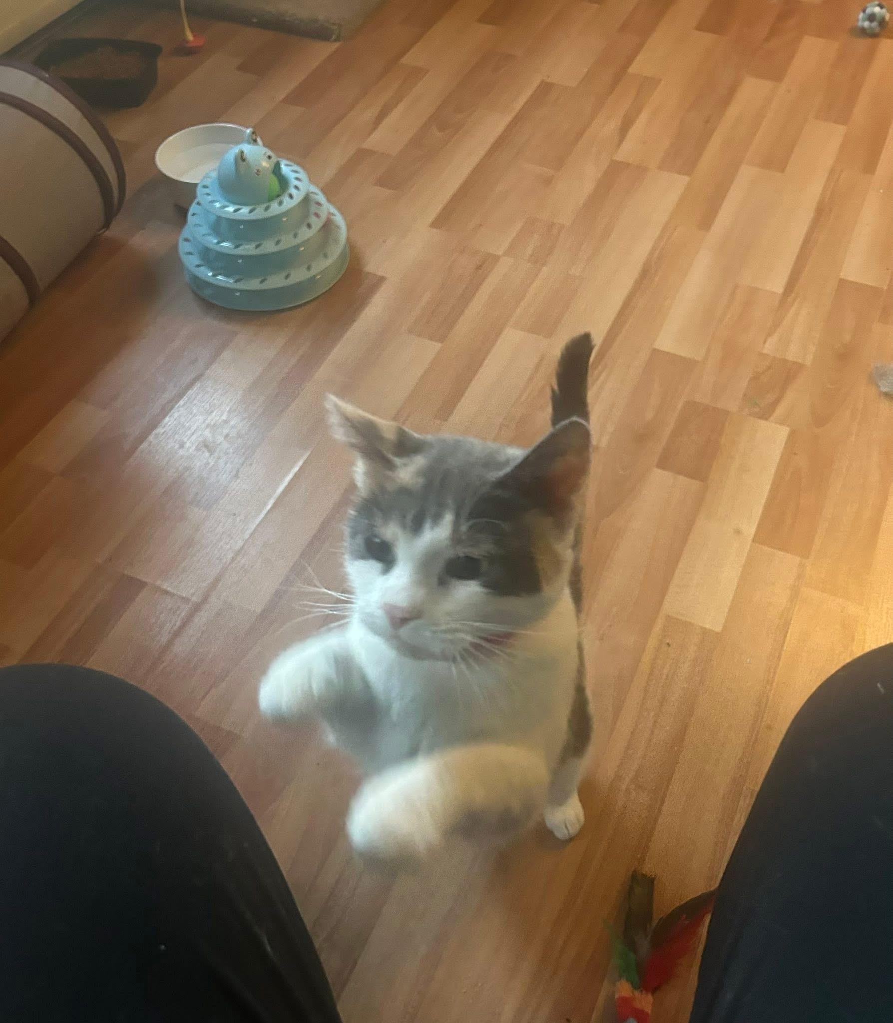 Enlarge Galetta & Azul bonded sisters , an adopted Calico in Enfield, CT image 6/6