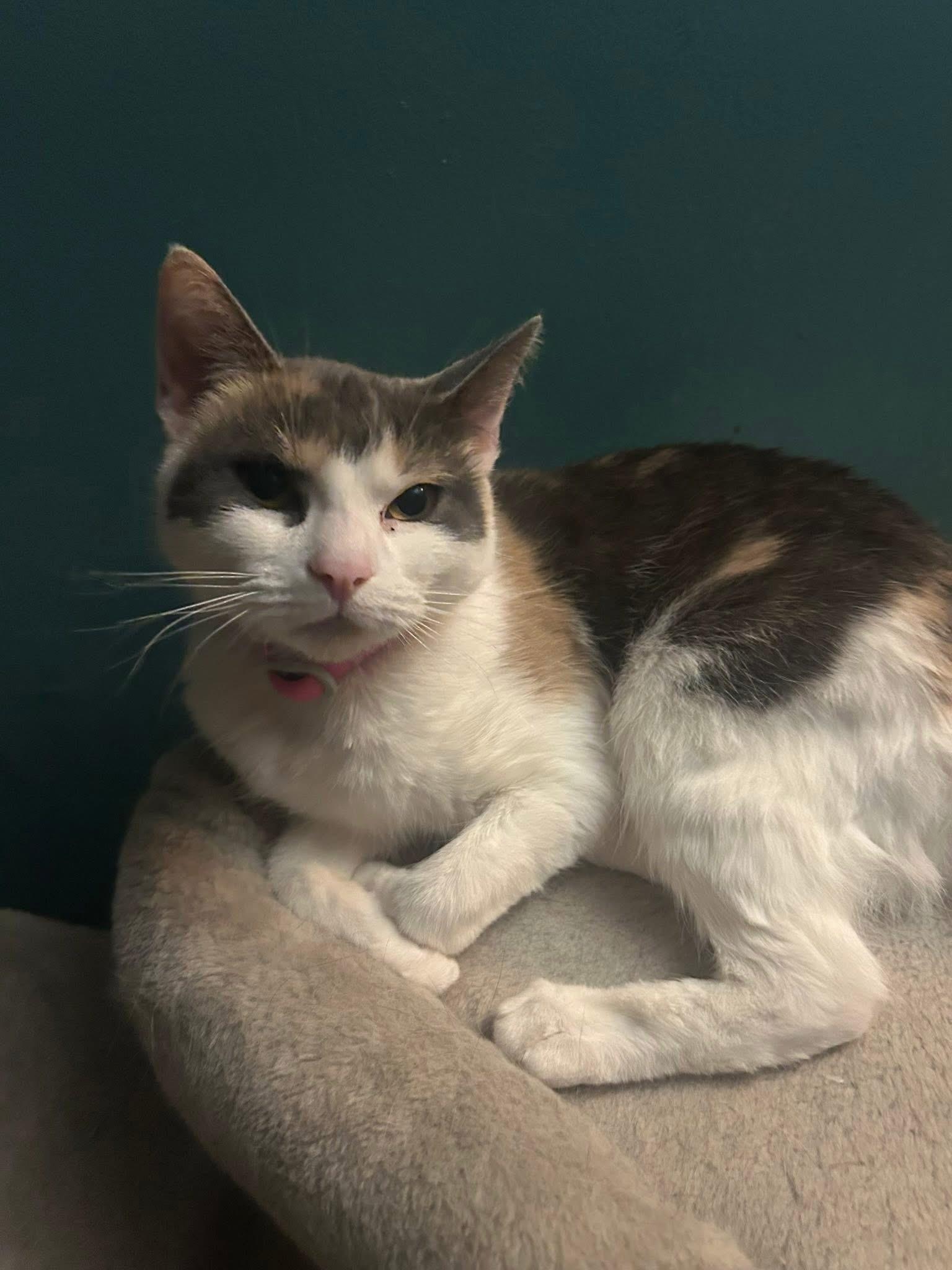 Enlarge Galetta & Azul bonded sisters , an adopted Calico in Enfield, CT image 4/6
