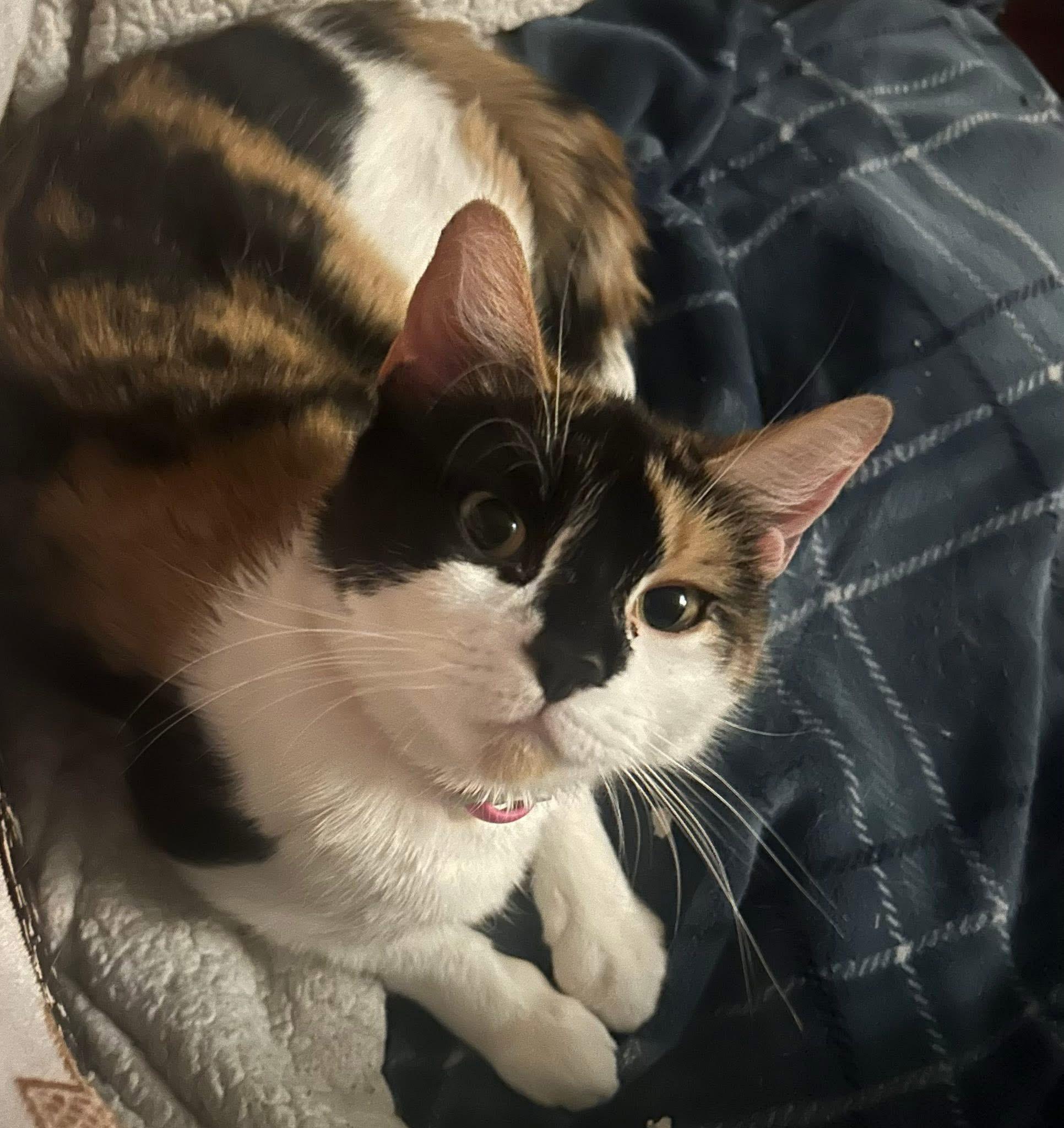 Enlarge Galetta & Azul bonded sisters , an adopted Calico in Enfield, CT image 5/6